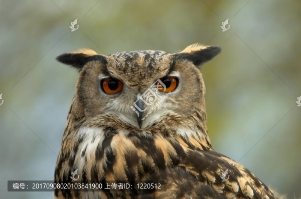 uhuportrait