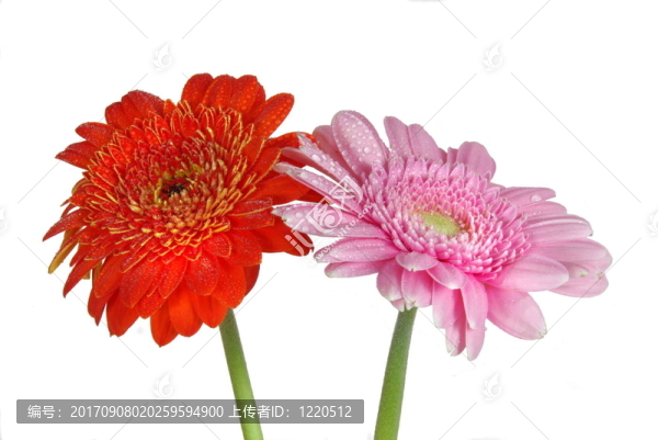 非洲菊在垛