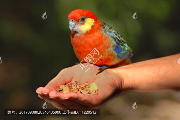 handzahm