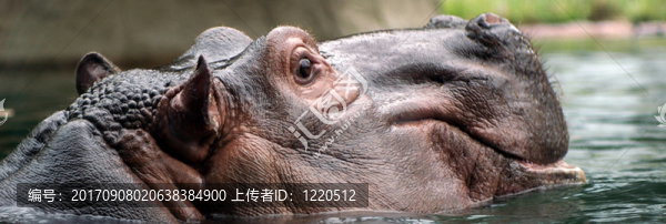 河馬