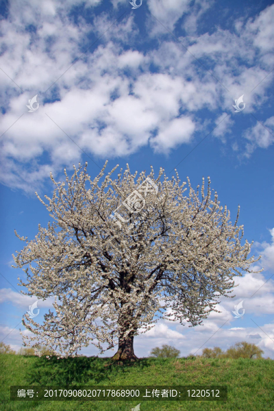 traumzauberbaum