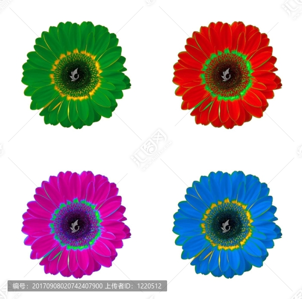 gerbera,17