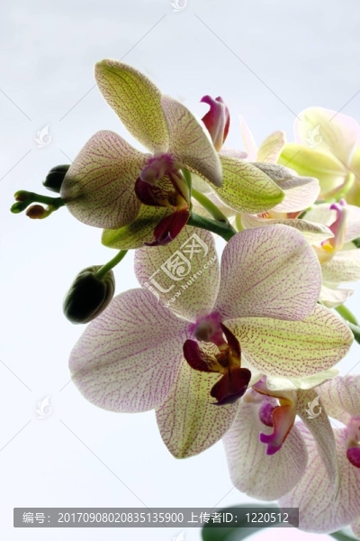 白蘭花