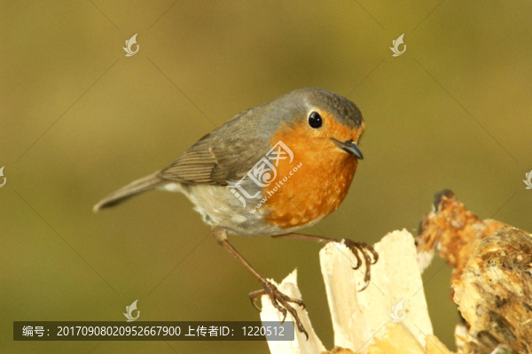 知更鳥在春天