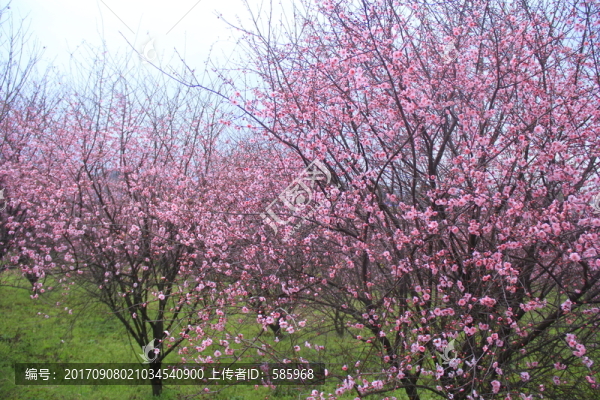 一排梅花