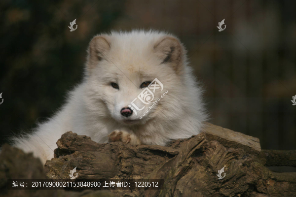 北極狐