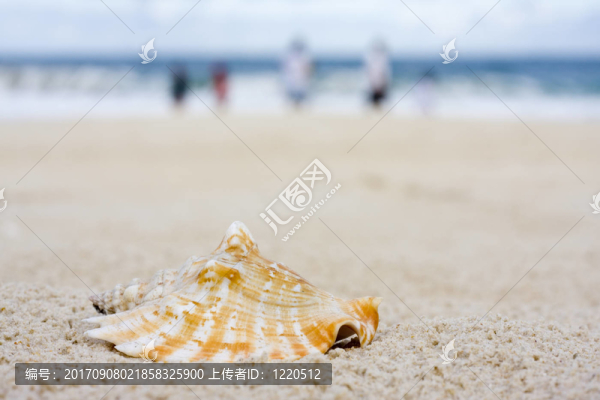 海灘上的貽貝和家庭