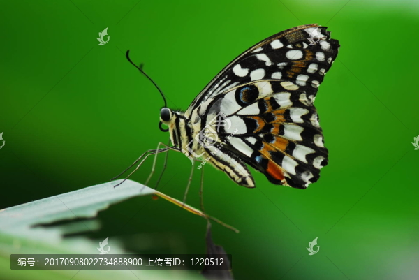 五彩繽紛的蝴蝶