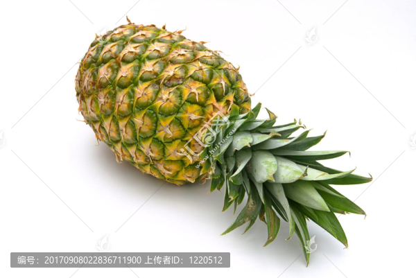 菠蘿菠蘿09