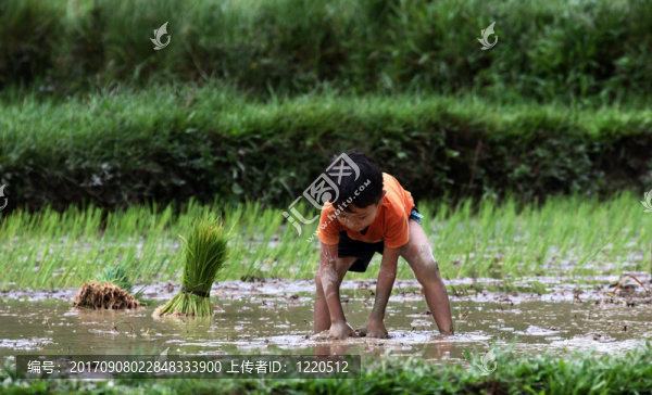 小水稻種植者