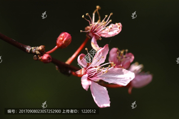 李子