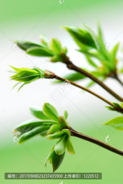 葉