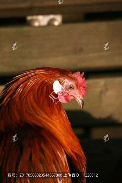 矮的鳳凰
