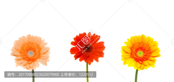 非洲菊