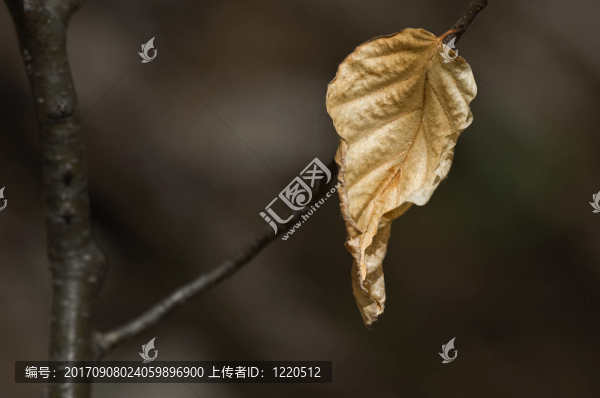 短暂的