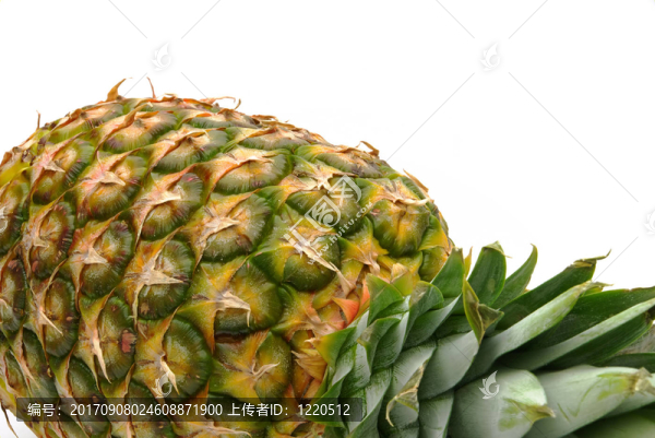 菠蘿菠蘿11