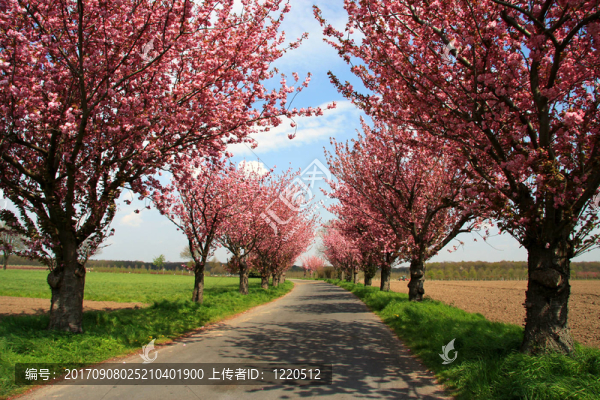 春路