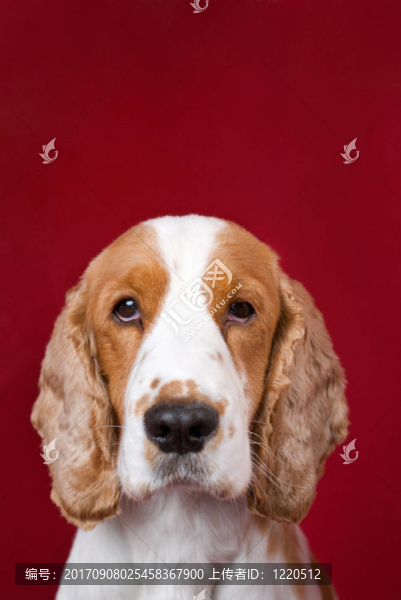 pet
