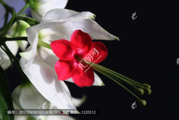 茉莉