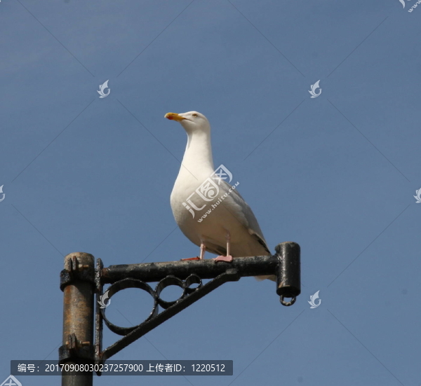 藍(lán)鳥