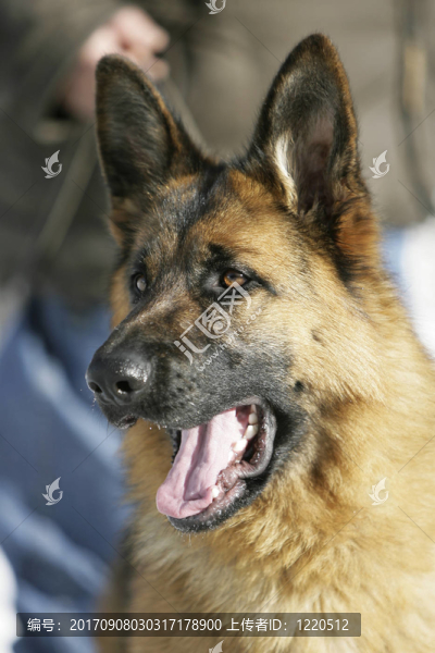 德國牧羊犬