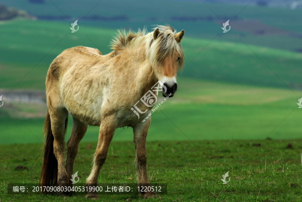 馬