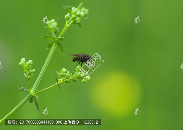 動物