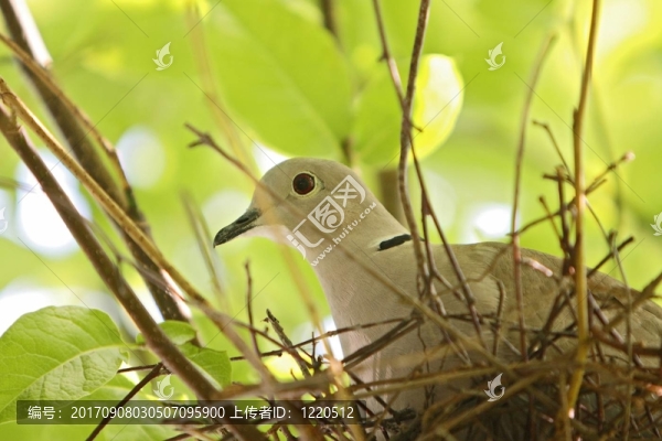 育雛鴿