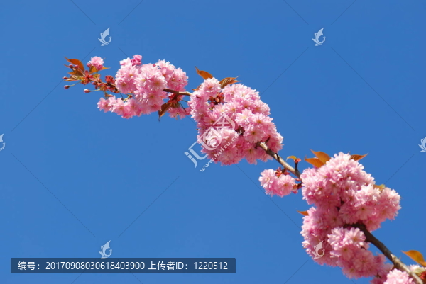 開花的樹枝