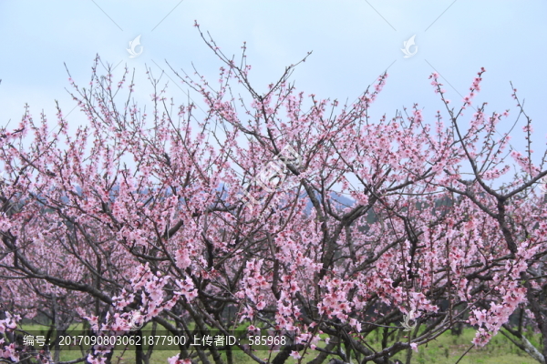 漫山遍野的桃花