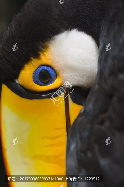 鳥眼
