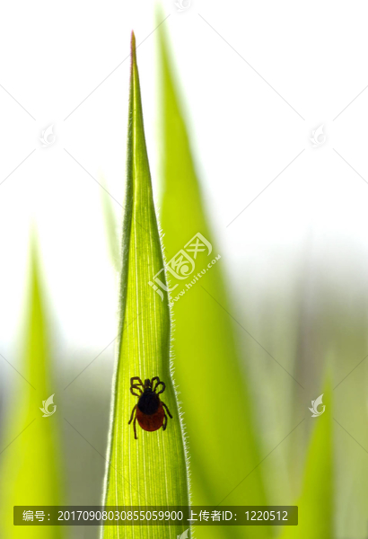 潛伏
