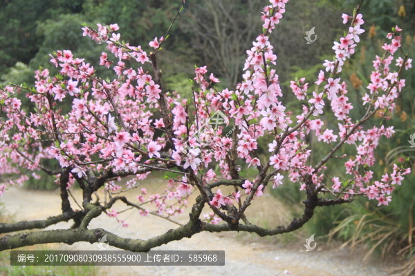 大圍山桃花
