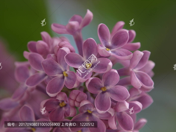 丁香花