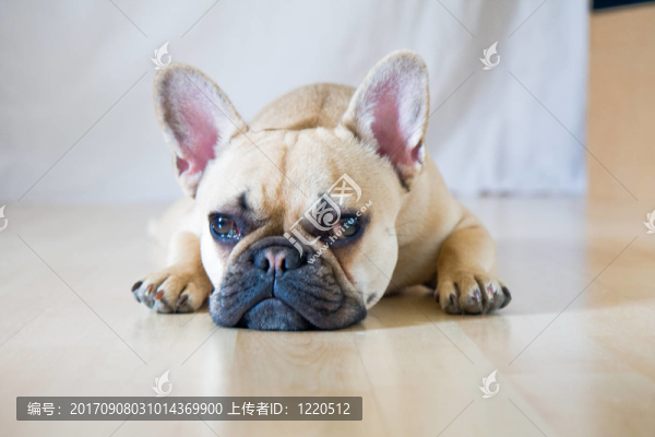 狗有無(wú)聊
