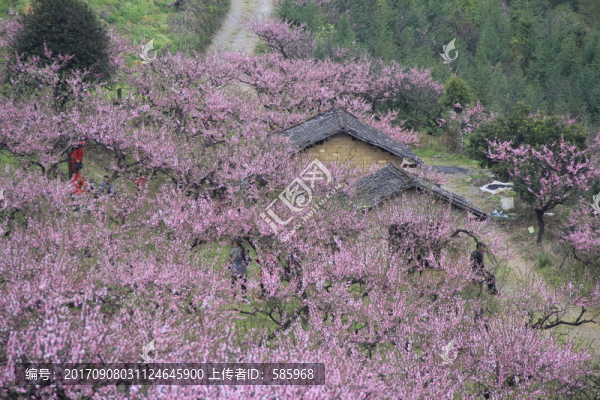 漫山遍野的桃花