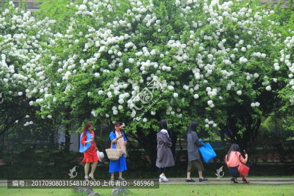 紫鳳公園繡球莢蒾木繡球