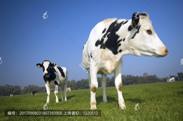 動物場