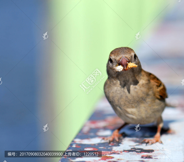 鳥