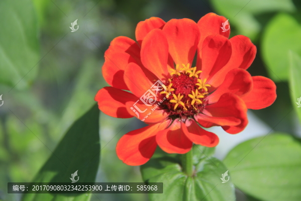 百日菊