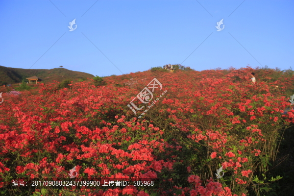 杜鵑花海