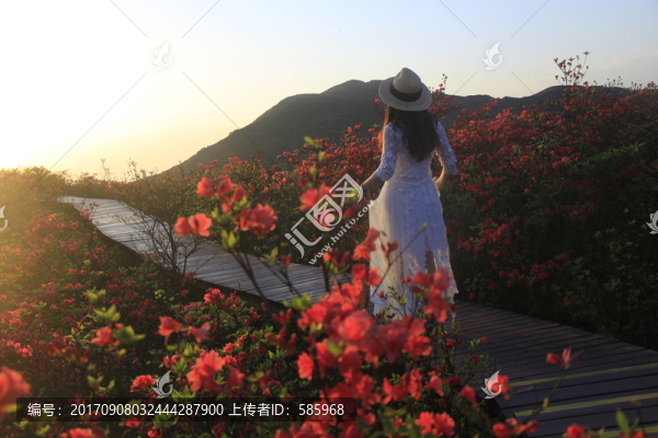 大圍山杜鵑花海