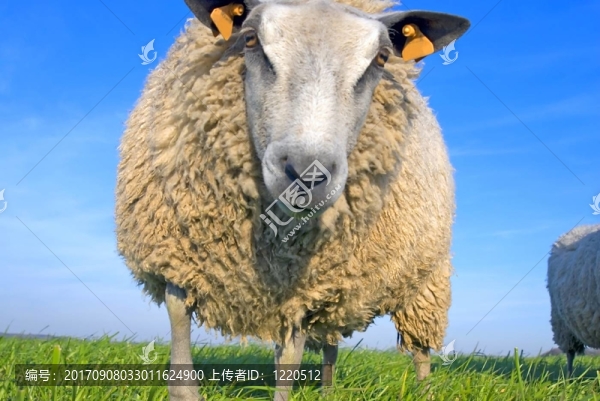 動物