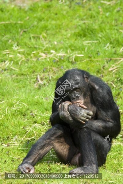 動物