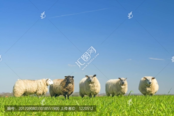 動物
