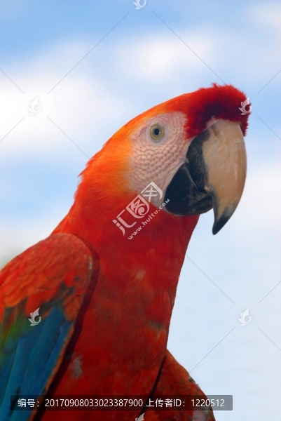 鳥
