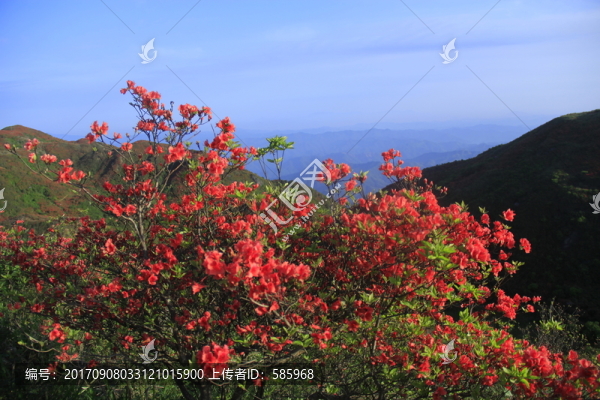 杜鵑花