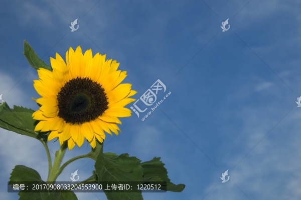 藍(lán)色的花