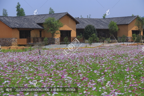 道林古鎮(zhèn)格桑花海