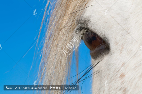 康內(nèi)馬拉之眼的小馬